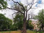 Методическое  руководство  по  выявлению  и  локализации  очагов «голландской  болезни»  деревьев